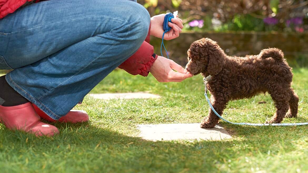 Yavru Köpek Eğitimi
