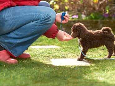 Yavru Köpek Eğitimi