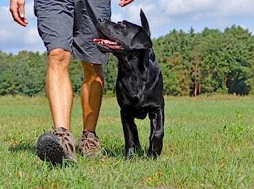 İleri İtaat Eğitimi