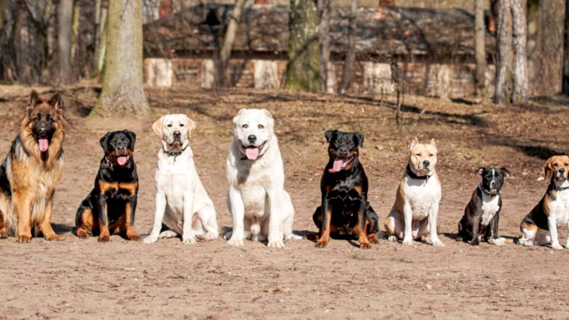 Davranış Bozukluğu ve Sosyalizasyon Eğitimi
