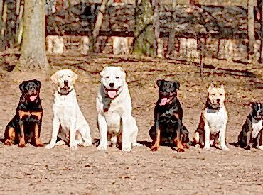 Davranış Bozukluğu ve Sosyalizasyon Eğitimi