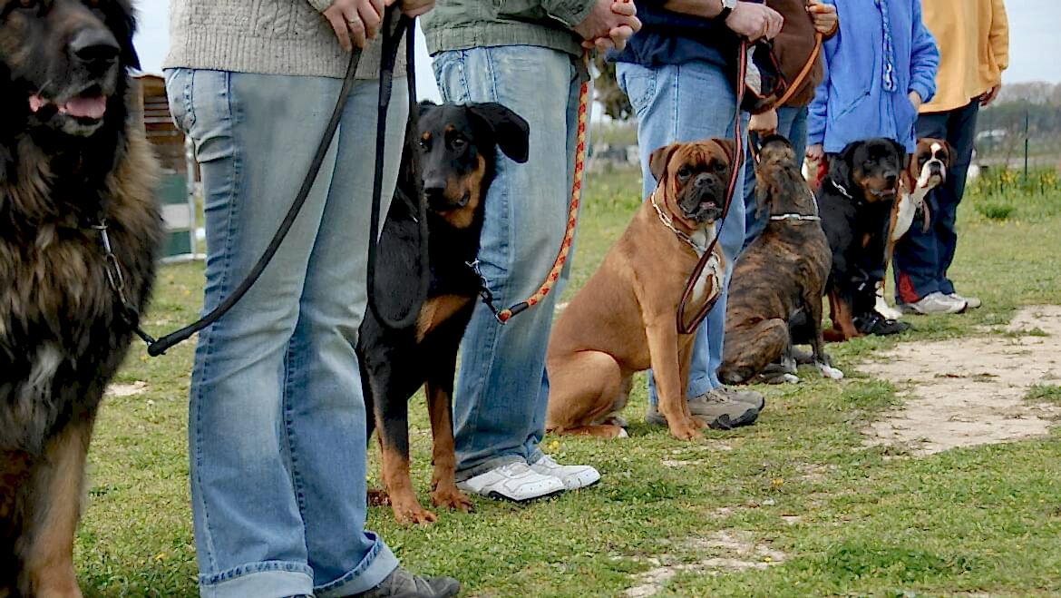 Temel İtaat Eğitimi