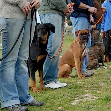 Köpek Eğitiminde Dikkat Edilmesi Gerekenler